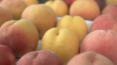 病害发生不再措手不及，您的“果关”秘籍已